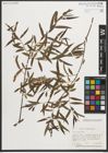 Foto von Salix nigra Marshall
